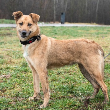 Собаки в добрые руки - Родион - 1