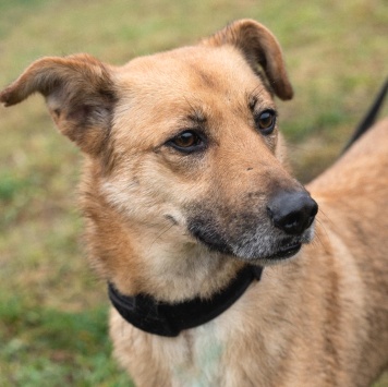 Собаки в добрые руки - Родион - 2