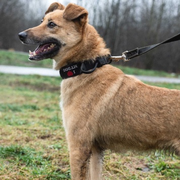 Собаки в добрые руки - Родион - 3