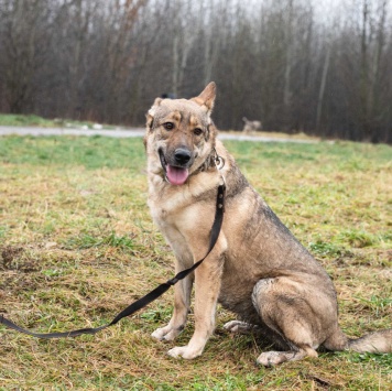 Собаки в добрые руки - Дарина