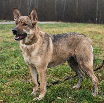 Собаки в добрые руки - Дарина - 1