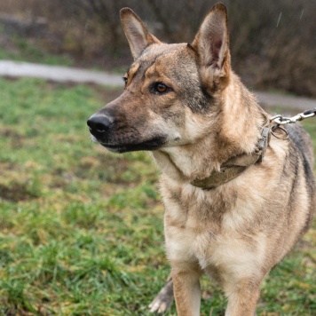 Собаки в добрые руки - Дарина - 2