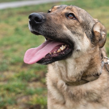 Собаки в добрые руки - Дарина - 3