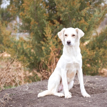 Собаки в добрые руки - Белка - 1