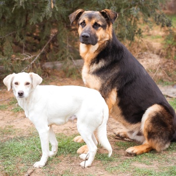 Собаки в добрые руки - Белка - 2