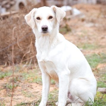 Собаки в добрые руки - Белка - 4