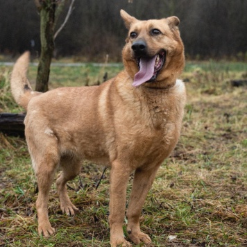 Собаки в добрые руки - Лаки