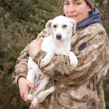 Собаки в добрые руки - Белка - 1