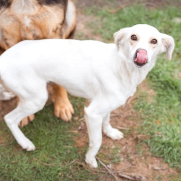 Собаки в добрые руки - Белка - 3