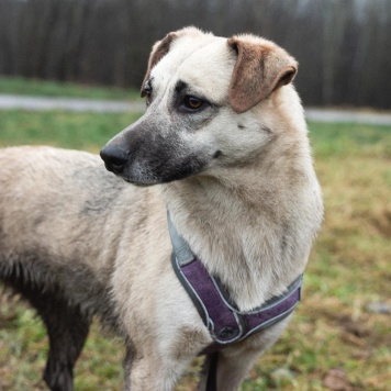 Собаки в добрые руки - Венди