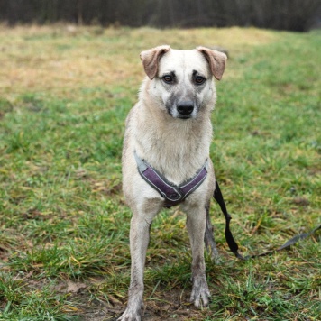 Собаки в добрые руки - Венди - 1