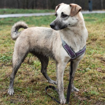 Собаки в добрые руки - Венди - 2