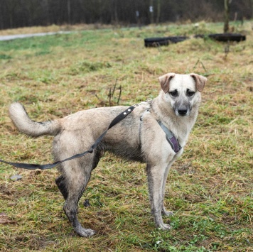 Собаки в добрые руки - Венди - 3