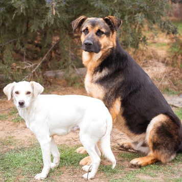 Собаки в добрые руки - Белка - 1