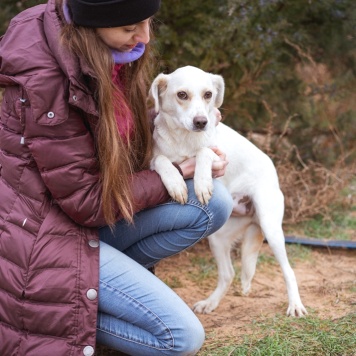 Собаки в добрые руки - Белка - 4