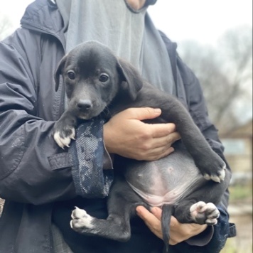 Собаки в добрые руки - Девочка