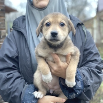 Собаки в добрые руки - Девочка - 1