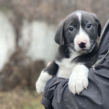 Собаки в добрые руки - Девочка - 2
