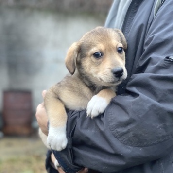 Собаки в добрые руки - Девочка - 3