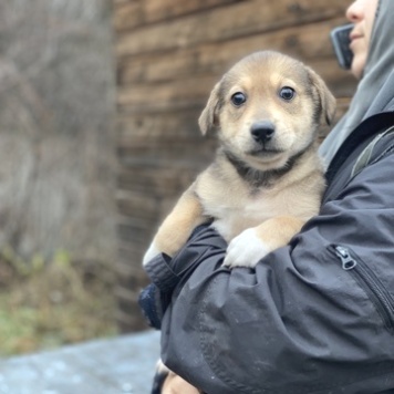 Собаки в добрые руки - Девочка - 4