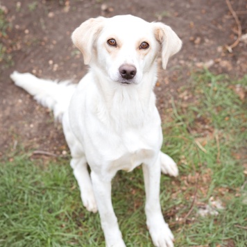 Собаки в добрые руки - Белка - 2