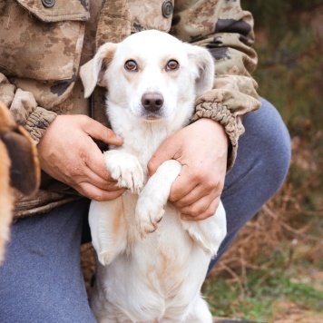 Собаки в добрые руки - Белка - 3