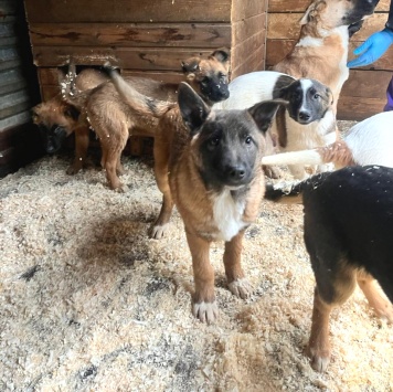 Собаки в добрые руки - Мальчик