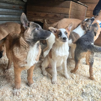 Собаки в добрые руки - Мальчик - 1