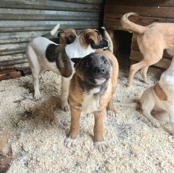 Собаки в добрые руки - Мальчик - 2