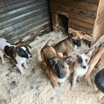 Собаки в добрые руки - Мальчик - 3