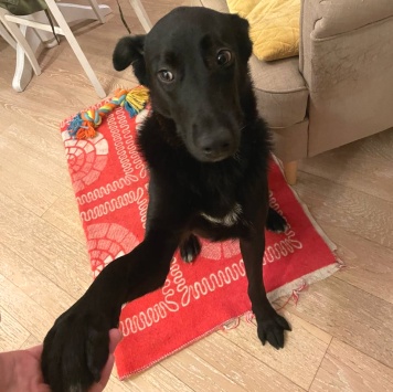 Собаки в добрые руки - Кира