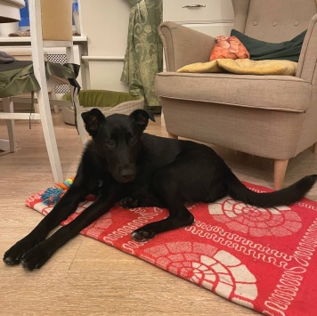 Собаки в добрые руки - Кира - 1