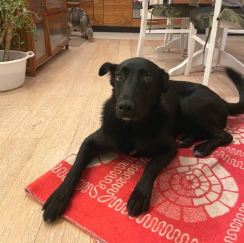 Собаки в добрые руки - Кира - 2