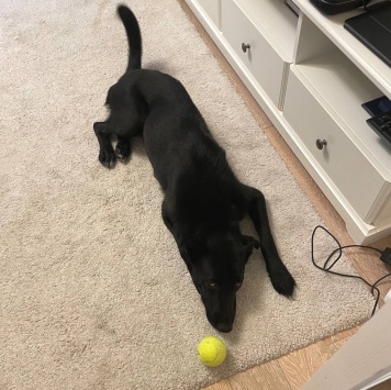 Собаки в добрые руки - Кира - 3