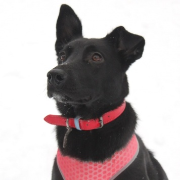 Собаки в добрые руки - Кира - 3