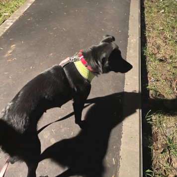 Собаки в добрые руки - Кира - 4