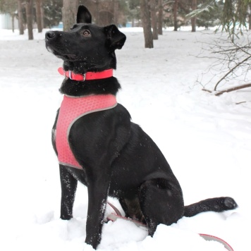 Собаки в добрые руки - Кира - 4