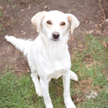 Собаки в добрые руки - Белка