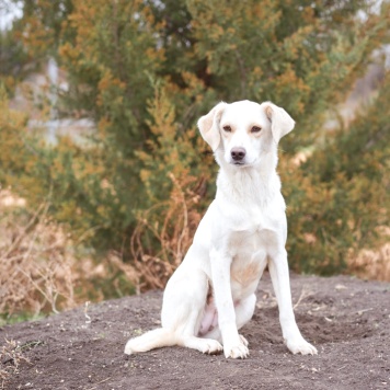 Собаки в добрые руки - Белка - 1