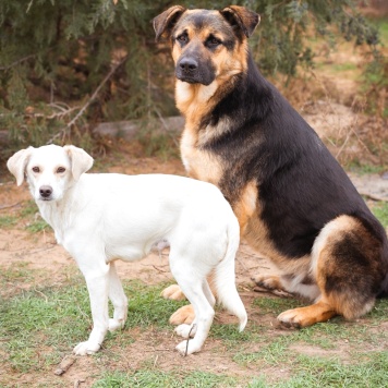 Собаки в добрые руки - Белка - 3