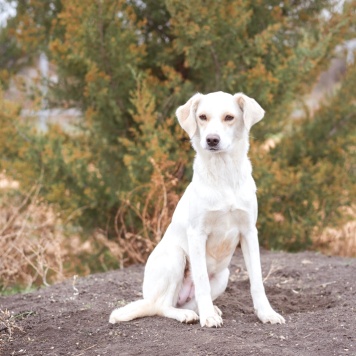 Белка - Собаки в добрые руки