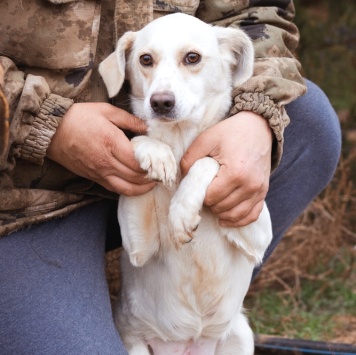 Собаки в добрые руки - Белка - 3