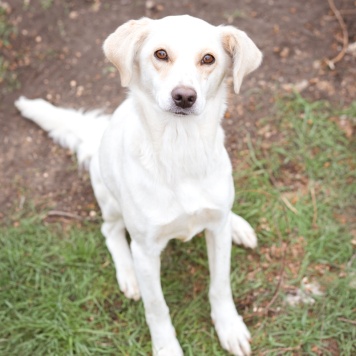 Собаки в добрые руки - Белка - 4