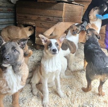Собаки в добрые руки - Щенки в отлове