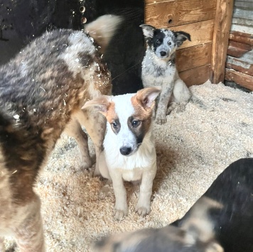 Собаки в добрые руки - Щенки в отлове - 1