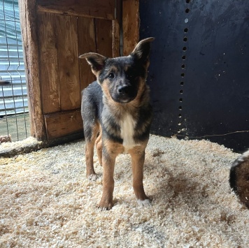 Собаки в добрые руки - Щенки в отлове - 2