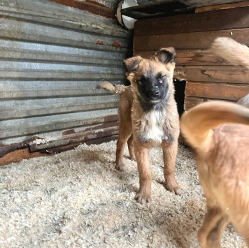 Собаки в добрые руки - Щенки в отлове - 3