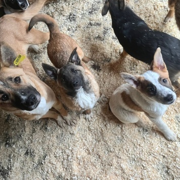 Собаки в добрые руки - Щенки в отлове - 4