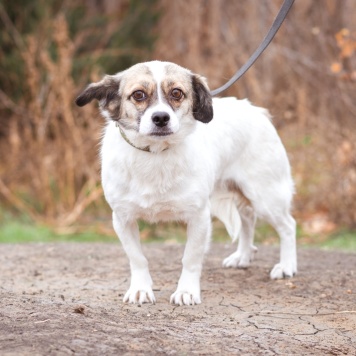 Собаки в добрые руки - Нюша - 1