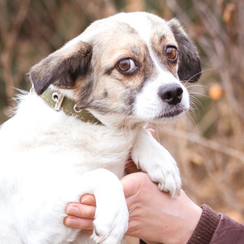 Собаки в добрые руки - Нюша - 2